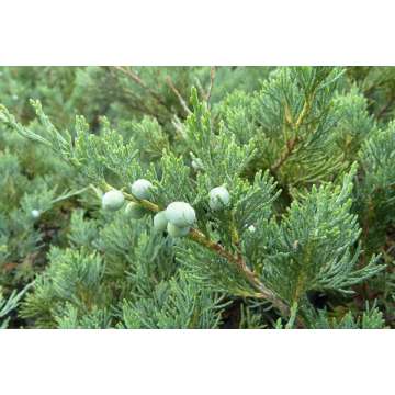 Juniperus sabina