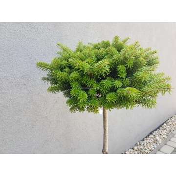 Abies koreana'Cis'