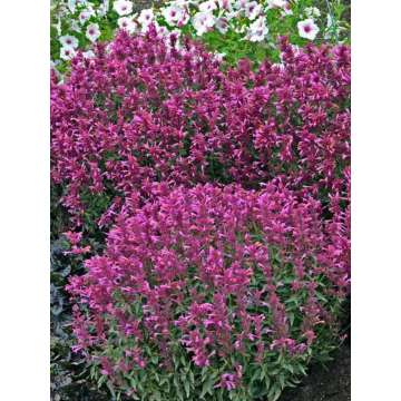 Agastache'Rosie Posie'