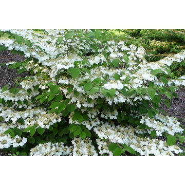 Viburnum plicatum'Cascade'