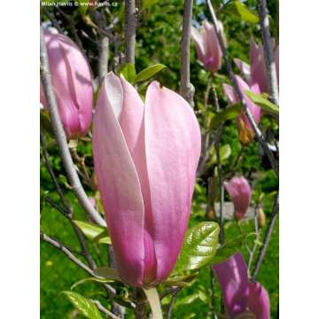 Magnolia'Ricki'