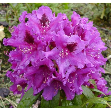 Rhododendron'Azurro'