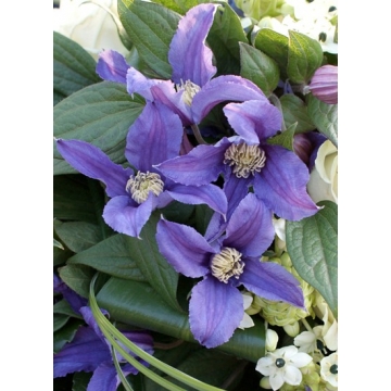 Clematis'Blue Pirouette