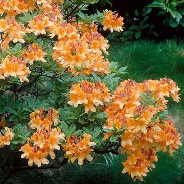 Azalea knaphill'Glowing Embers'