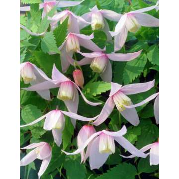 Clematis alpina'Willy'