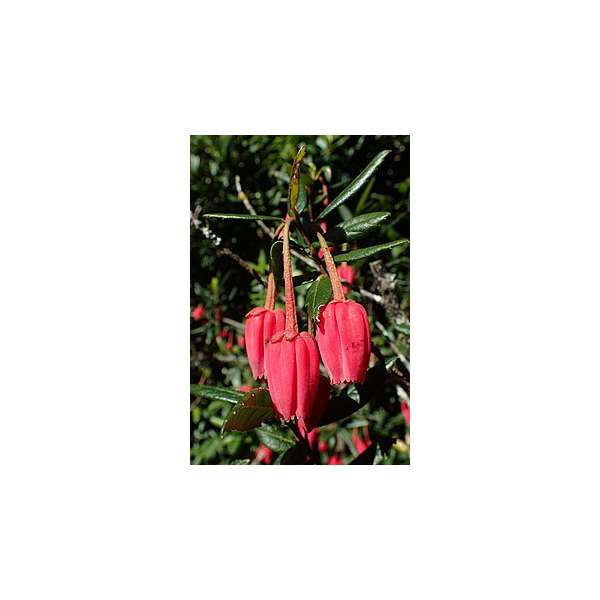 Crinodendron hookerianum