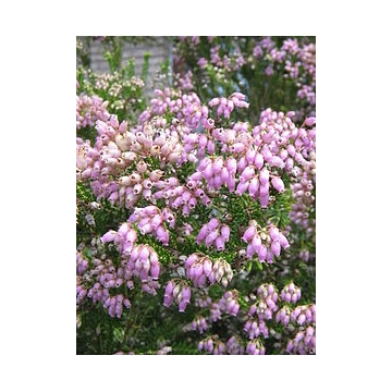 Erica terminalis