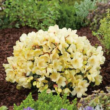 Rhododendron'Wren'