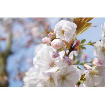 Prunus serrulata'Sunset Bouelvard'