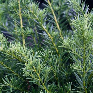 Taxus media'Densiformis'