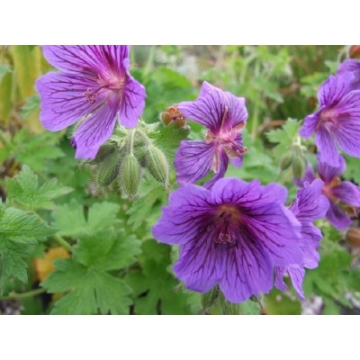 Geranium magnificum'Rosemore'