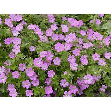 Geranium riversleanum'Mavis simpson'