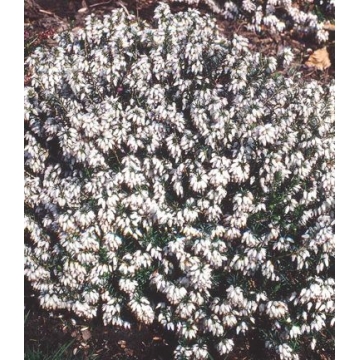 Erica carnea'Wintersnow'