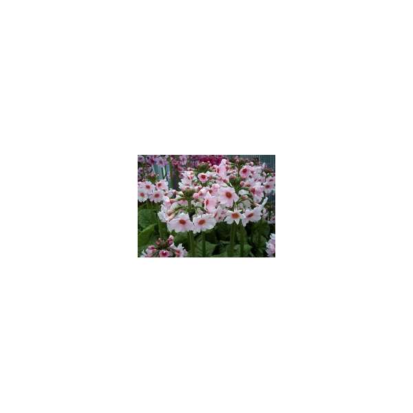 Primula japonica'Apple blossom'