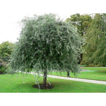 Pyrus salicifolia'Pendula'