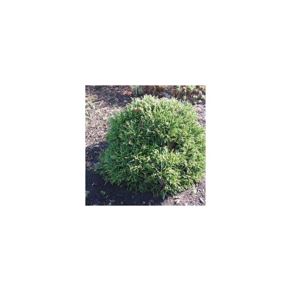 Cryptomeria japonica'Little Champion'