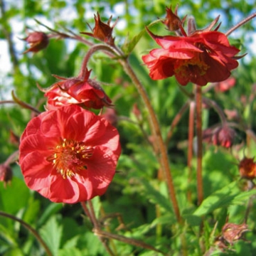 Geum rivale'Flames of Passion'