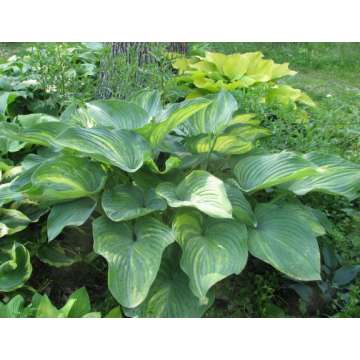Hosta'Xanadu