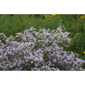 Aster ericoides'Erlkönig'