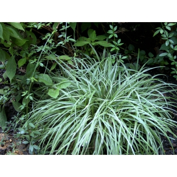 Carex'Silver Sceptre'