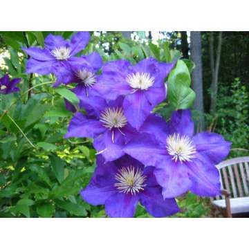 Clematis'Lady Betty Balfour'