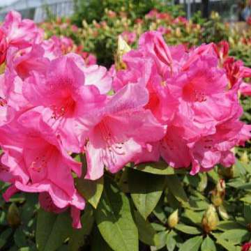Rhododendron'Junifeuer'