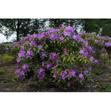 Rhododendron'Catawbiense Boursault'