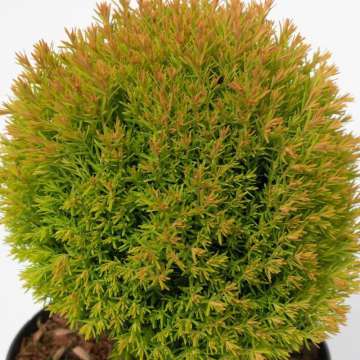 Thuja occidentalis'Anniek'