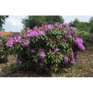 Rhododendron ponticum'Roseum Elegans'