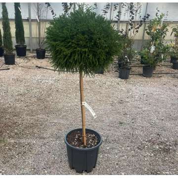 Cryptomeria japonica'Little Champion'