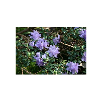 Rhododendron'Russatum'