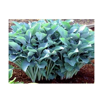 Hosta'Krossa Regal'