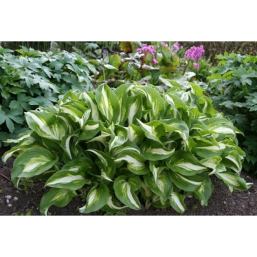 Hosta'Undulata Mediovariegata'