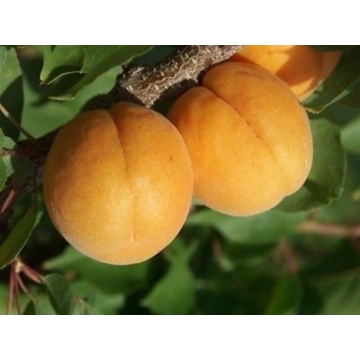Abrikoos (Prunus armeniaca'Bredase')