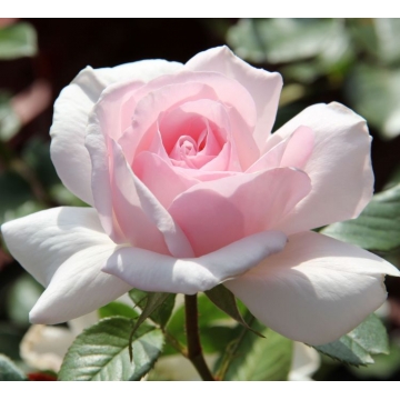 Whiter Shade of Pale