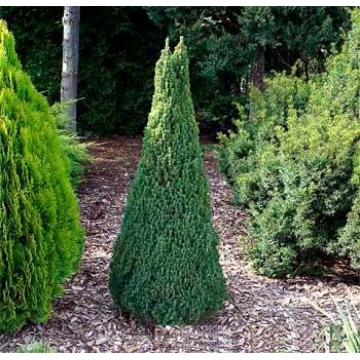 Picea glauca'Zuckerhut'