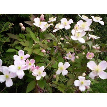 Clematis montana'Rubens'