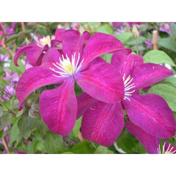 Clematis patens'Voluceau'