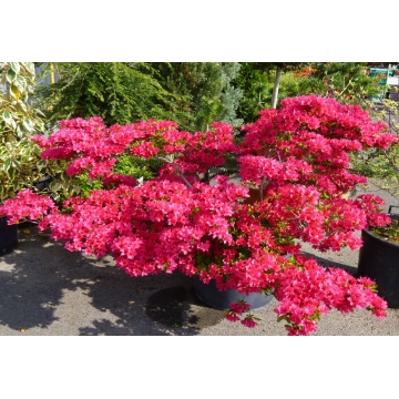 Azalea japonica'Toreador'