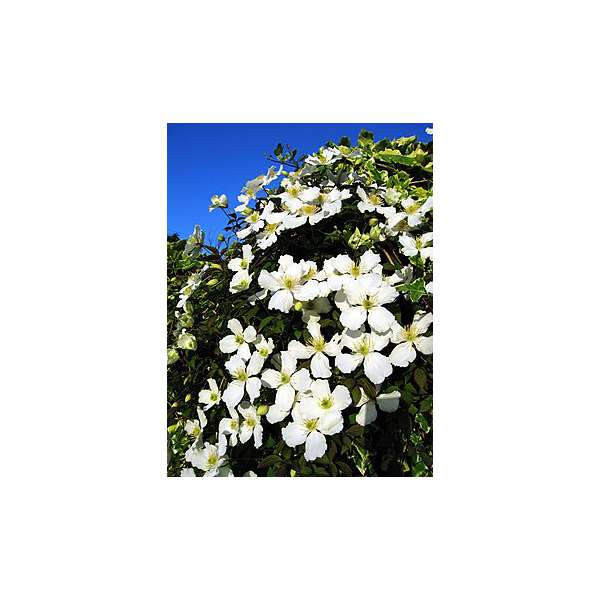 Clematis montana'Alba'