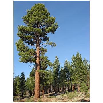 Pinus jeffreyi
