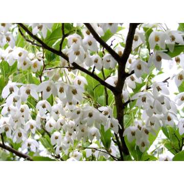 Styrax japonicus