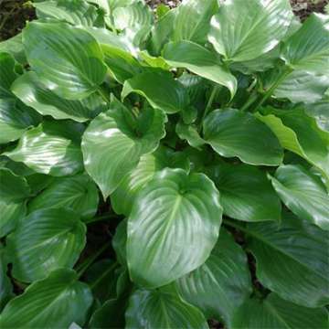 Hosta'Invincible'