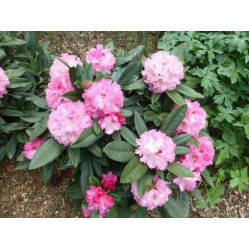 Rhododendron yakishimanum'Arabella'