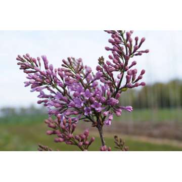 Syringa chinensis'Lilac Sunday'
