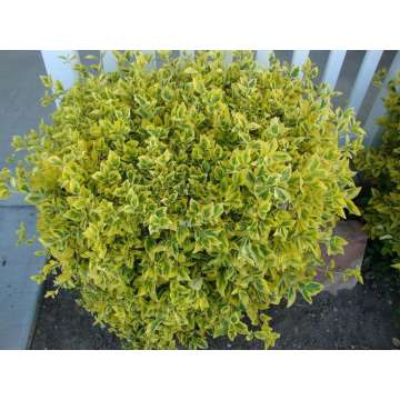 Euonymus japonicus'Microphyllus Aureovariegatus'