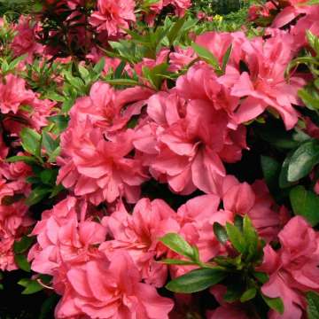 Azalea japonica'Lily Marleen'
