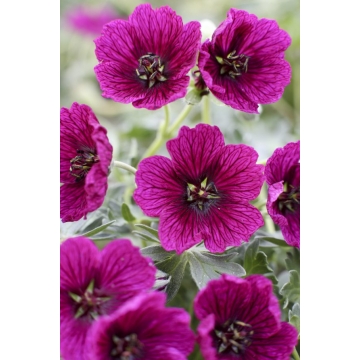 Geranium cinereum'Joly Jewel Purple'