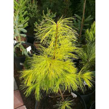 Pinus strobus'Pacific Sunrise'