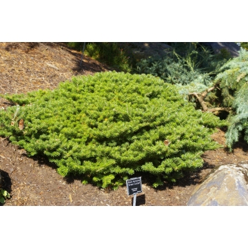 Abies koreana'Green Carpet'